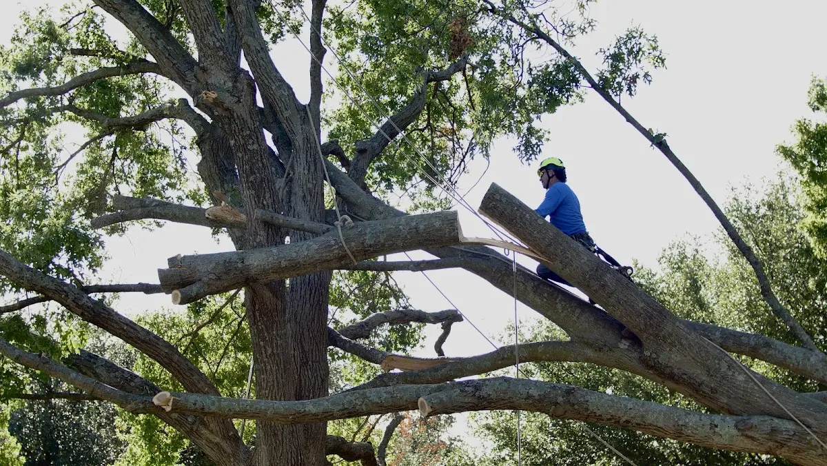 Professional Hazardous Tree Removal performed by certified arborists in Lindale