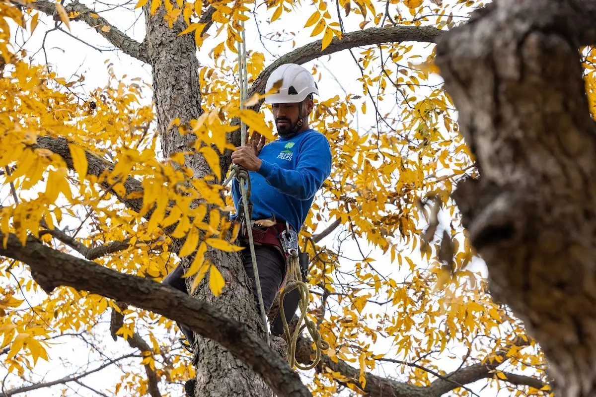 Skilled Storm Damage Cleanup crew working in Lindale