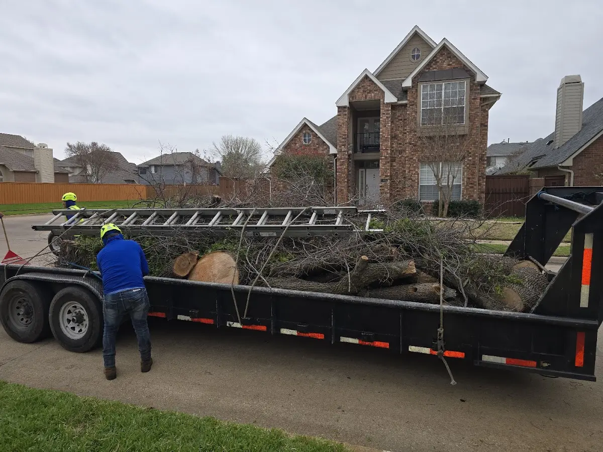 Expert Tree Pest Control with proper safety equipment in Lindale
